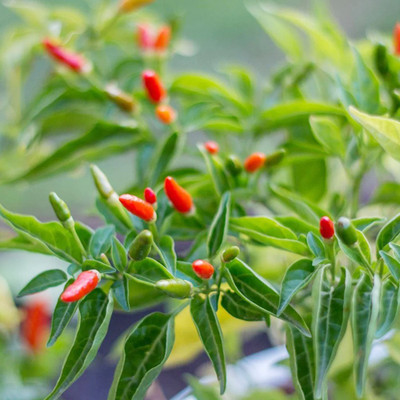 SeeGreen CW44 Bombai mirchi/ Hot Chilli Seeds /Naga chilli / CHILLI MIRCHI HYBRID-151 Seed(151 per packet)