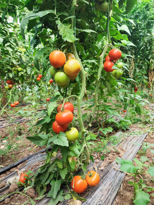 Kesariwala tomato Seed(155 per packet)