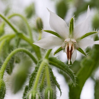 WILLVINE HUA-14 White Borage Herb Seed(200 per packet)