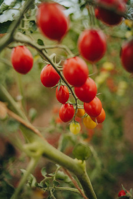 Xesas tomato Seed(70 per packet)