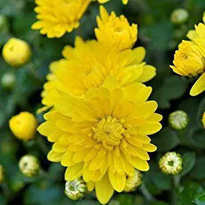 MAA Chrysanthemum Seed(30 per packet)