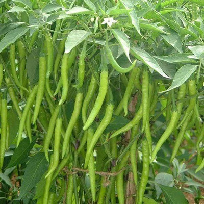 CYBEXIS Hari Mirch2800 Seeds Seed(2800 per packet)