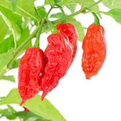 CYBEXIS Good Germination Extremely Spicy Eastern Hot Chilli Seeds2400 Seeds Seed(2400 per packet)