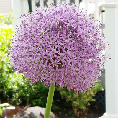 Biosnyg Giant Ornamental Onion Vegetable Seeds For Gardening-(750 Seeds) Seed(750 per packet)