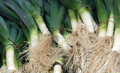 WILLVINE SYN -XVI Giant Musselburgh Leek Seeds [100g] Seed(300 per packet)