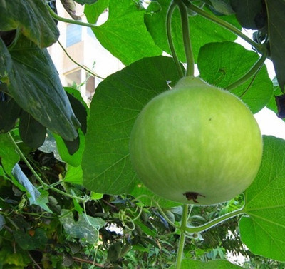UGRA Round Bottle Gourd Hulu Piao Seed(20 per packet)
