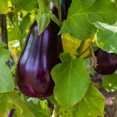 UGRA Brinjal/Eggplant Vegetable Seed(100 per packet)