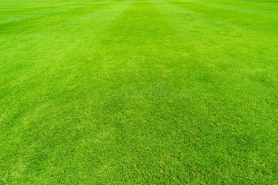 wequality Lawn grass seed for garden, Garden seeds for lawn grass, Best grass seeds Seed(10000 per packet)