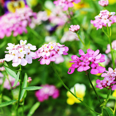 Biosnyg Candytuft Iberis Flower Garden Seeds - Empress Mixture[100 Seeds] Seed(100 per packet)