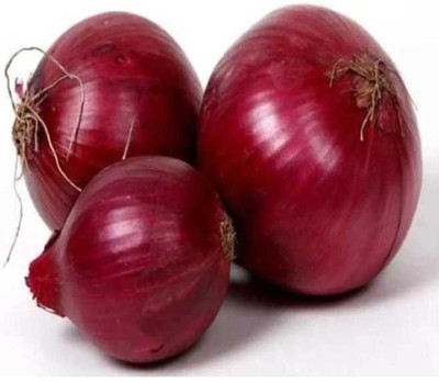 CELEBSHINE Onion Seed Seed(500 g)