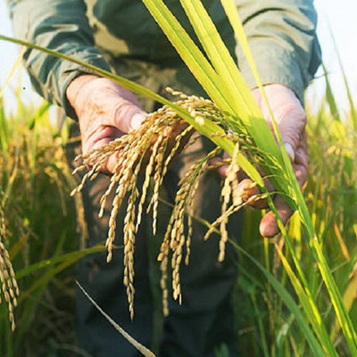 naturehils Basmati Paddy, Basmati Rice Seed-1109 for Farming ...