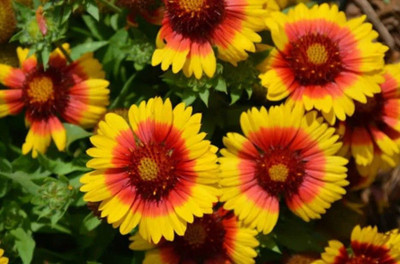 Avysa Gaillardia Mesa Bright Bicolor Seed(50 per packet)
