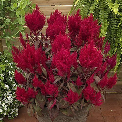 Qualtivate NBIR-32 Flower Seeds Dragon's Breath Celosia Seeds - Celosia Seed(50 per packet)