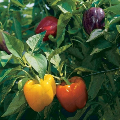 KNESSiN XIV-12 Capsicum Multicolor Seed(150 per packet)