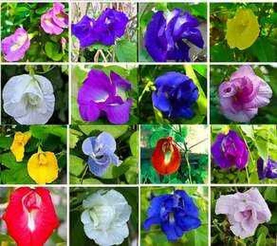 SEMINA VITA aparajita flower seeds Seed(18 per packet)