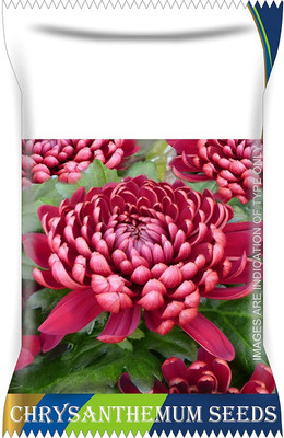 CYBEXIS Saamandi- Chrysanthemum Flower Seeds Seed(25 per packet)