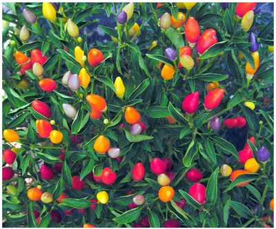 KNESSiN Chilli Pepper Twilight Seed(200 per packet)