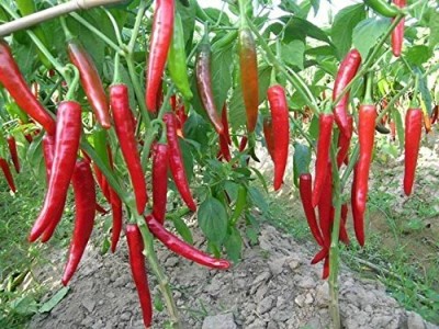 KNESSiN Green Chilli Pepper Hybrid-{800 Seeds} Seed(800 per packet)