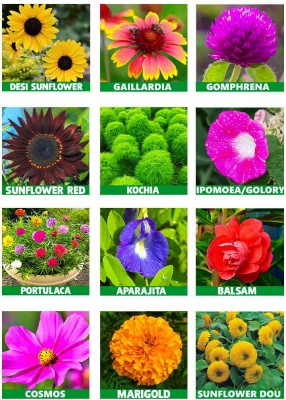 Bula Plant House 10 Variety Summer Flower Seeds Combo Seed(2702 per packet)