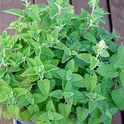 Qualtivate XXX-4A Catmint (Catnip Catwort Catswort) Seed(200 per packet)