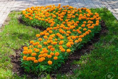 Aywal Marigold F2 Dwarf Double Orange Flower Seed(9 per packet)