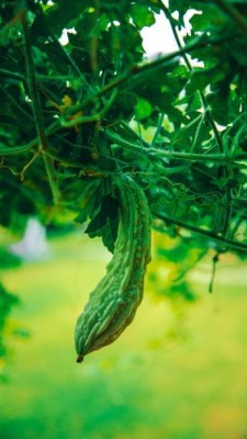 UGRA bitter gourd,karela seeds Seed(30 per packet)