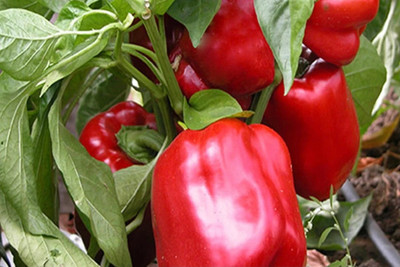 VASUDHA Capsicum Red Organic Seed(1000 per packet)
