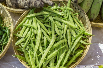 XOLDAA CLUSTER BEANS SEEDS Seed(45 per packet)