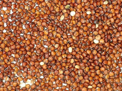 CYBEXIS RED QUINOA (ORGANIC)700 Seeds Seed(700 per packet)