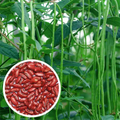 ADHIKARY BEEZ BHANDER Long Bean(green) Seed(100 per packet)