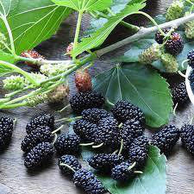 Oliver mulberry(shahatoot) Seed(113 per packet)