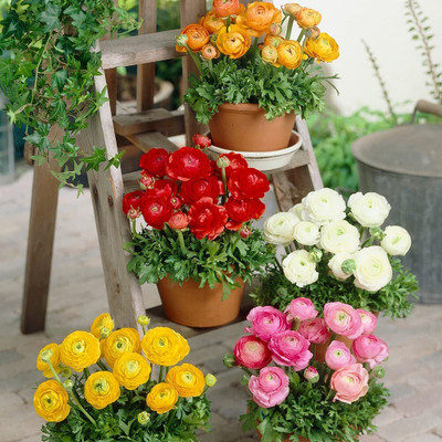 Epazo Buttercup/Ranunculus (Snow White) Imported and Healthy Flower Bulbs Seed(3 per packet)