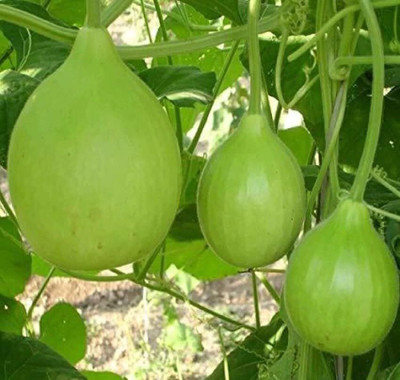 CRGO GHIYA , LAUKI , BOTTLE GOURD Seed(40 per packet)