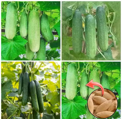 RAINBOWRAGA all season Cucumber(kheera)seed for gardening/home Seed(100 per packet)