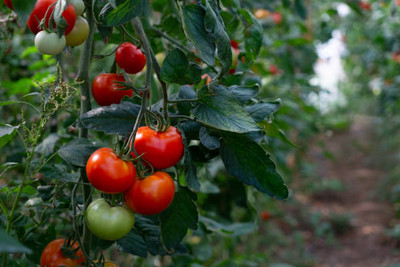 Click to buy tomato Seed(140 per packet)