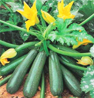Aywal CUCUMBER Seed(60 per packet)