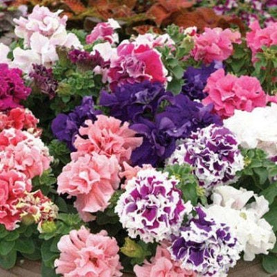 Farmers Choice Exotic Petunia Double Mix Seed(51 per packet)