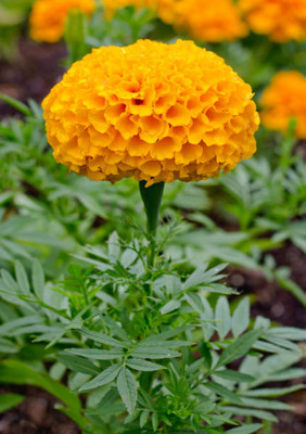 AGRODAK marigold/gende ka phool flower seeds Seed(25 per packet)