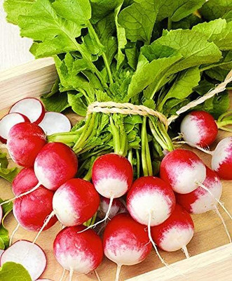 Qualtivate PUA-2A Sparkler White Tip Radish Red 25 Days Seed(300 per packet)