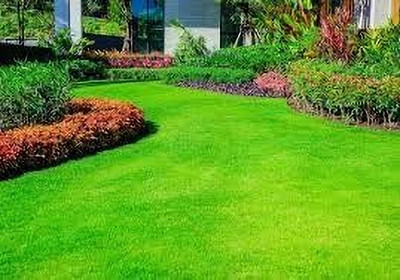 LPR GHAS,GRASS Seed(100 per packet)