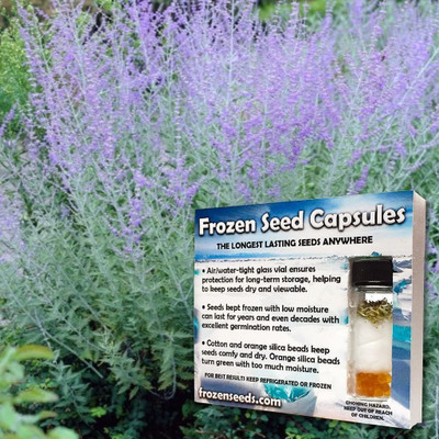 CYBEXIS GUA-66 - Tiaga Russian Sage - (150 Seeds) Seed(150 per packet)