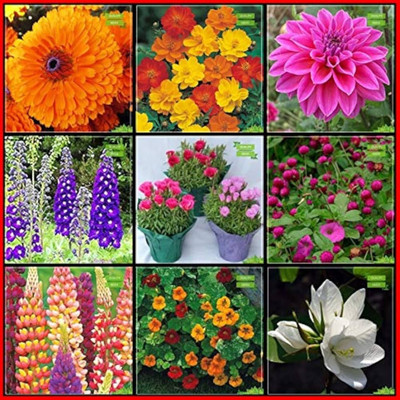 ibains Flowers seeds combo Seed(70 per packet)