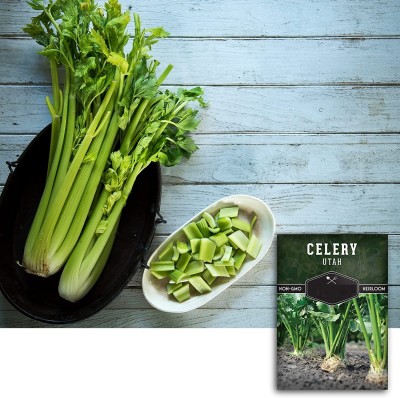 Qualtivate VVI-207 Celery Seed, Utah Tall Seeds Seed(500 per packet)