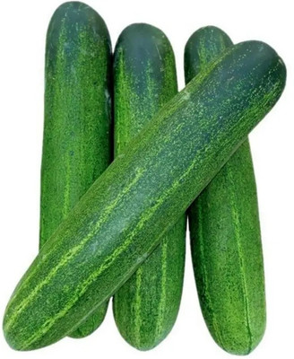 Quentova CUCUMBER SEEDS-RXI-11D Seed(300 per packet)