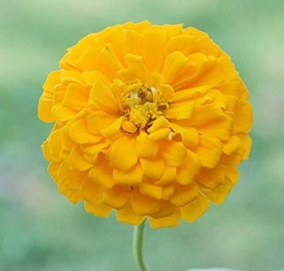 CYBEXIS XL-97 - Zinnia - Queen Lime - High Germination - (270 Seeds) Seed(270 per packet)