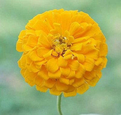 CYBEXIS LX-64 - Zinnia - Queen Lime - High Germination - (90 Seeds) Seed(90 per packet)
