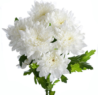 MAHAMAYA A TO Z White color chrysanthemum Plant, White Chandramallika Plant Seed(1 per packet)