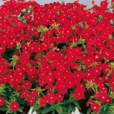 Aywal Phlox Flower Seed, Fragrant Dwarf Hybrid Beauty Mixed Seed(100 per packet)