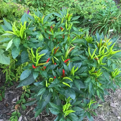 BDSresolve bird eye chilli seeds, sun chilli seeds pack of 60 Seed(60 per packet)