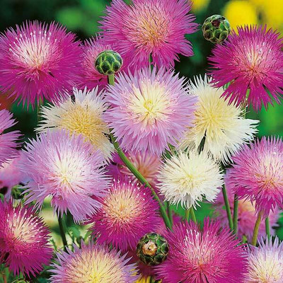 EVEMP Sweet Sultan Mixed Flower Seed(50 per packet)